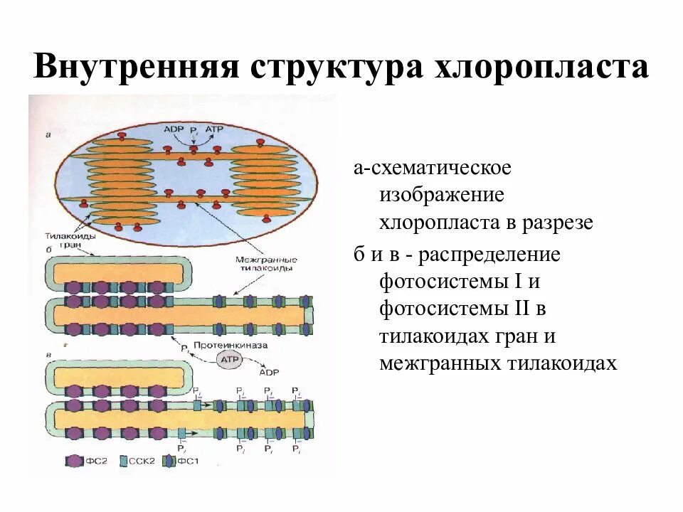 Происходит в хлоропластах на свету. Внутренняя структура хлоропластов. Углеродное питание растений. Строение хлоропласта ЕГЭ. Последовательность процессов в хлоропласте.