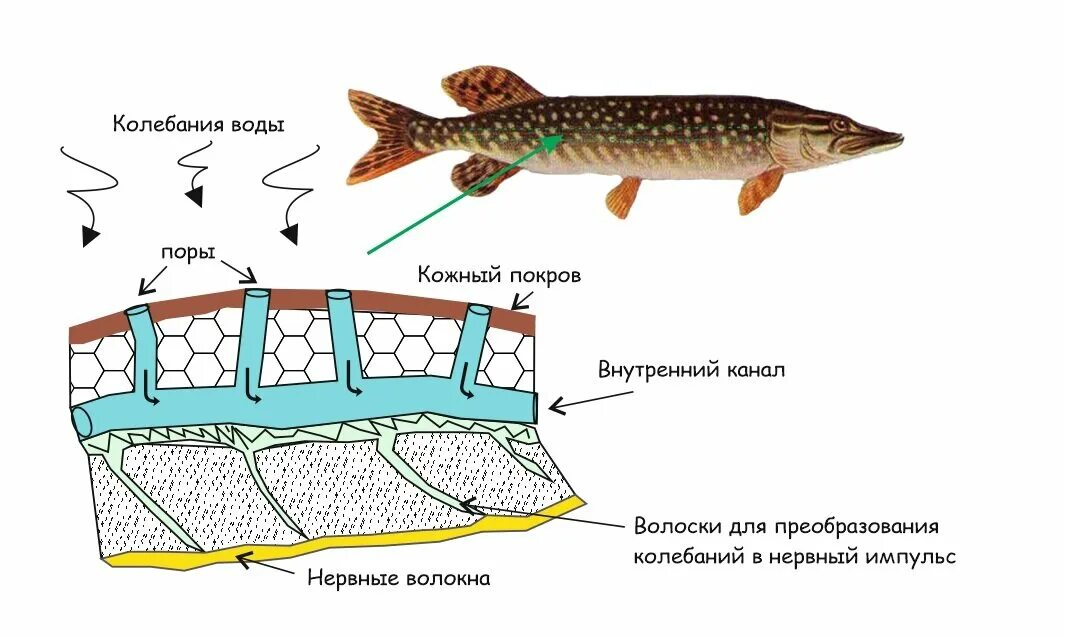 Какие рыбы имеют боковую линию. Органы боковой линии у рыб. Боковая линия рыб рыб. Строение органа боковой линии у рыб. Схема строения боковой линии рыб.