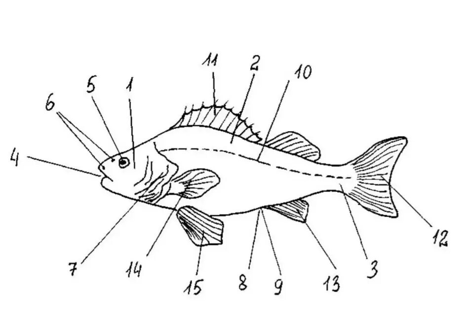 Тест по теме рыбы биология 7 класс. Внешнее строение рыбы биология. Строение рыбы Речной окунь. Внешнее строение речного окуня. Наружное строение речного окуня.