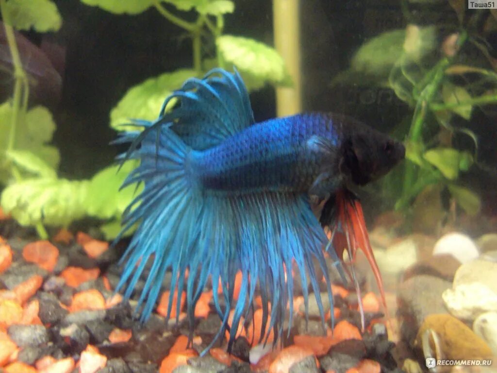 Петушок (Betta splendens) - самая популярная из лабиринтовых рыбок