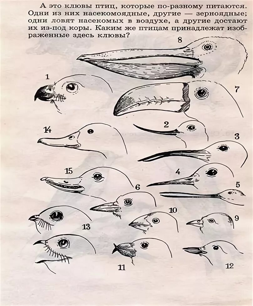 Разнообразие клювов. Строение клюва насекомоядных птиц. Типы клювов у птиц. Типы клювов у птиц и их питание. Строение утиного клюва.