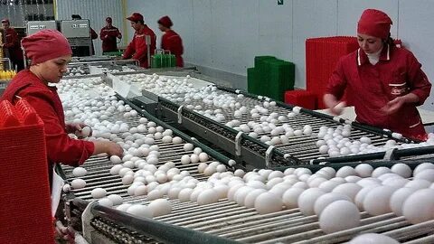 Птицефабрика синявинская