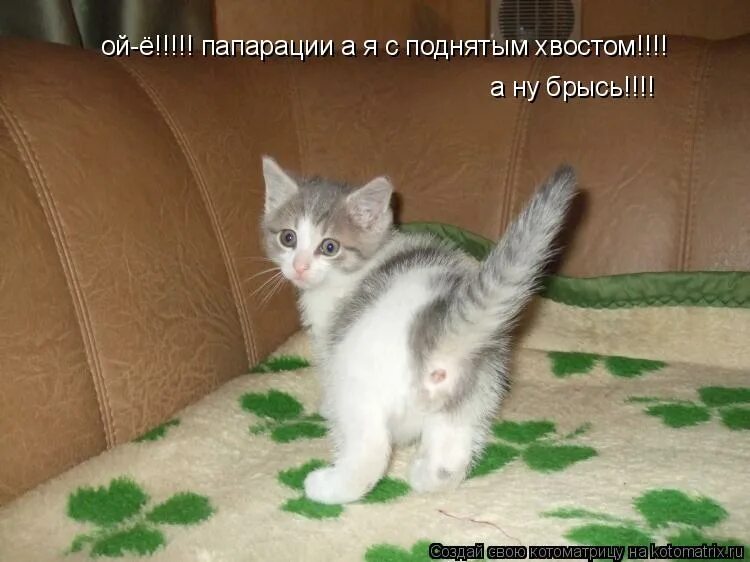 Ой е как мне хорошо. Котенок брысь. Брысь под лавку. «Васька-брысь!».