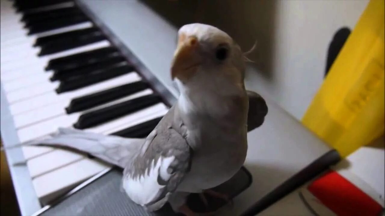 Как поет попугай корелла. Попугай иннокентий. Пение попугая корелла самца. Пение кореллы. Поет карелло карело попугай.