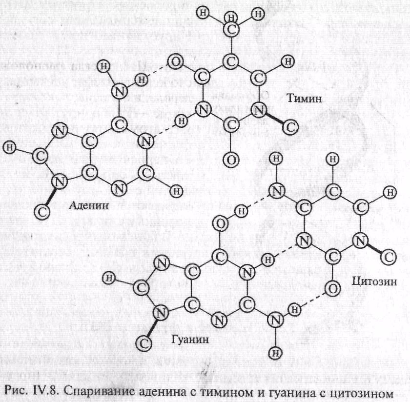 Водородный связи между аденином и тимином. Аденин Тимин связь. Тимин гуанин связь. Гуанин цитозин связь. Связь гуанина и цитозина.