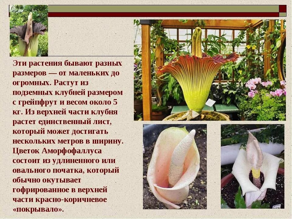 Сообщение об интересном растении. Информация о необычных растениях. интересные факты о необычных растениях. удивительные растения с описанием. сообщение о необычном растении.