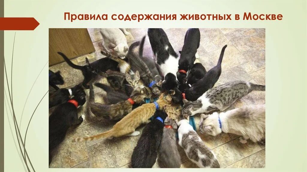 Содержание живности. Содержание живности