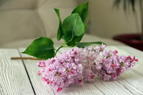 Сирень разбор 1