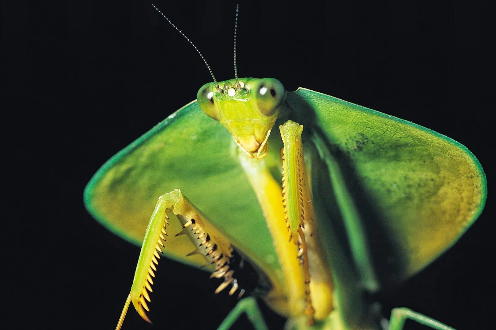 Богомол Мантис(бабочка). Богомол обыкновенный (Mantis religiosa). Мадагаскарский богомол. Богомол обыкновенный желтый. Живой богомол