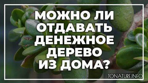 Денежное дерево отдать