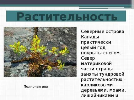 В какой природной зоне преобладают хвойные