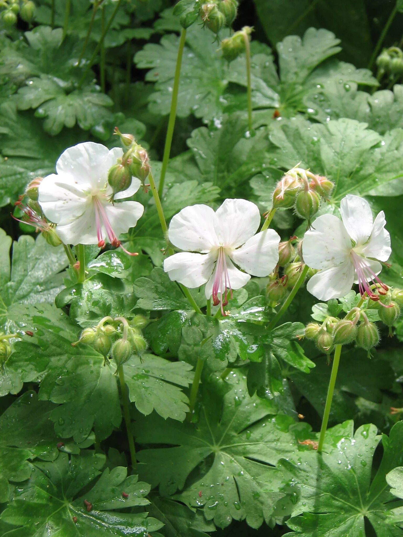 Герань крупнокорневищная. Герань далматская (Geranium dalmaticum). Герань Балканская. Герань крупнокорневищная Geranium macrorrhizum.