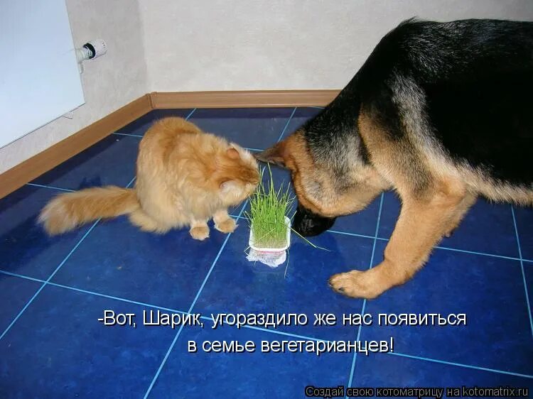 Как тебя угораздило. Лучшие анекдоты про блондинок книга. Угораздило. Кот бобик. Угораздило.