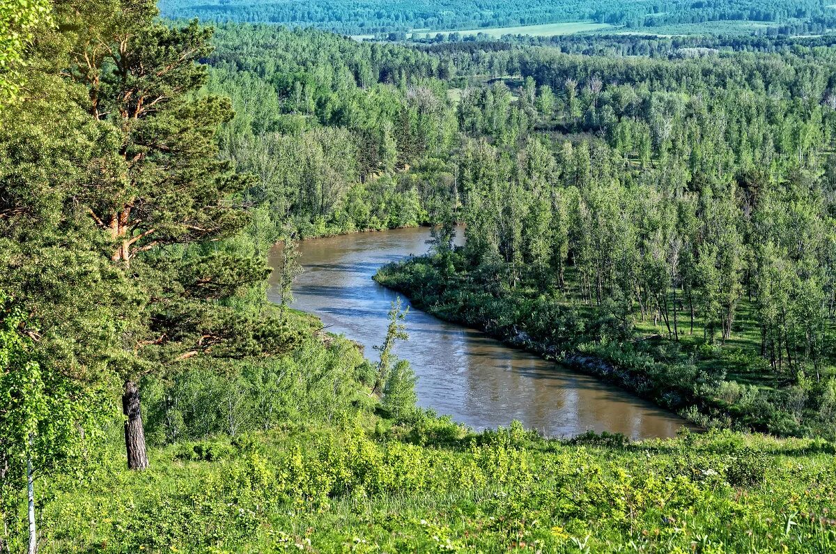 Водоемы новосибирской области. Река Бердь Салаирский Кряж. Новосибирск Салаирский Кряж. Река Бердь Новосибирской области. Природа НСО Салаирский Кряж.