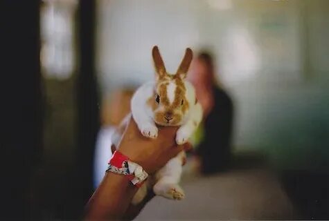 Like bunnies