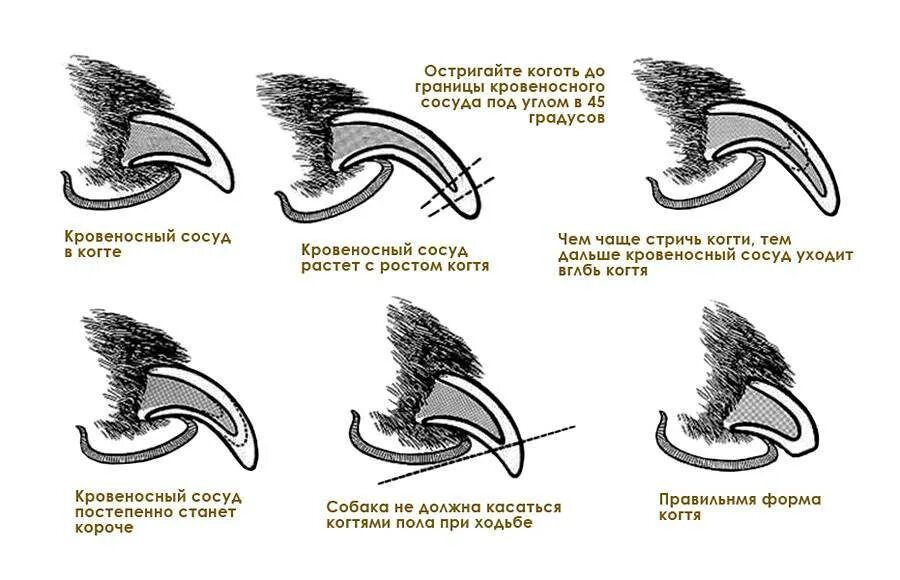 Схема подстригания когтей у собак. Как подстричь когти собаке. Как обрезать когти собаке. Как подстричь когти собаке схема. Нужно ли подстригать когти