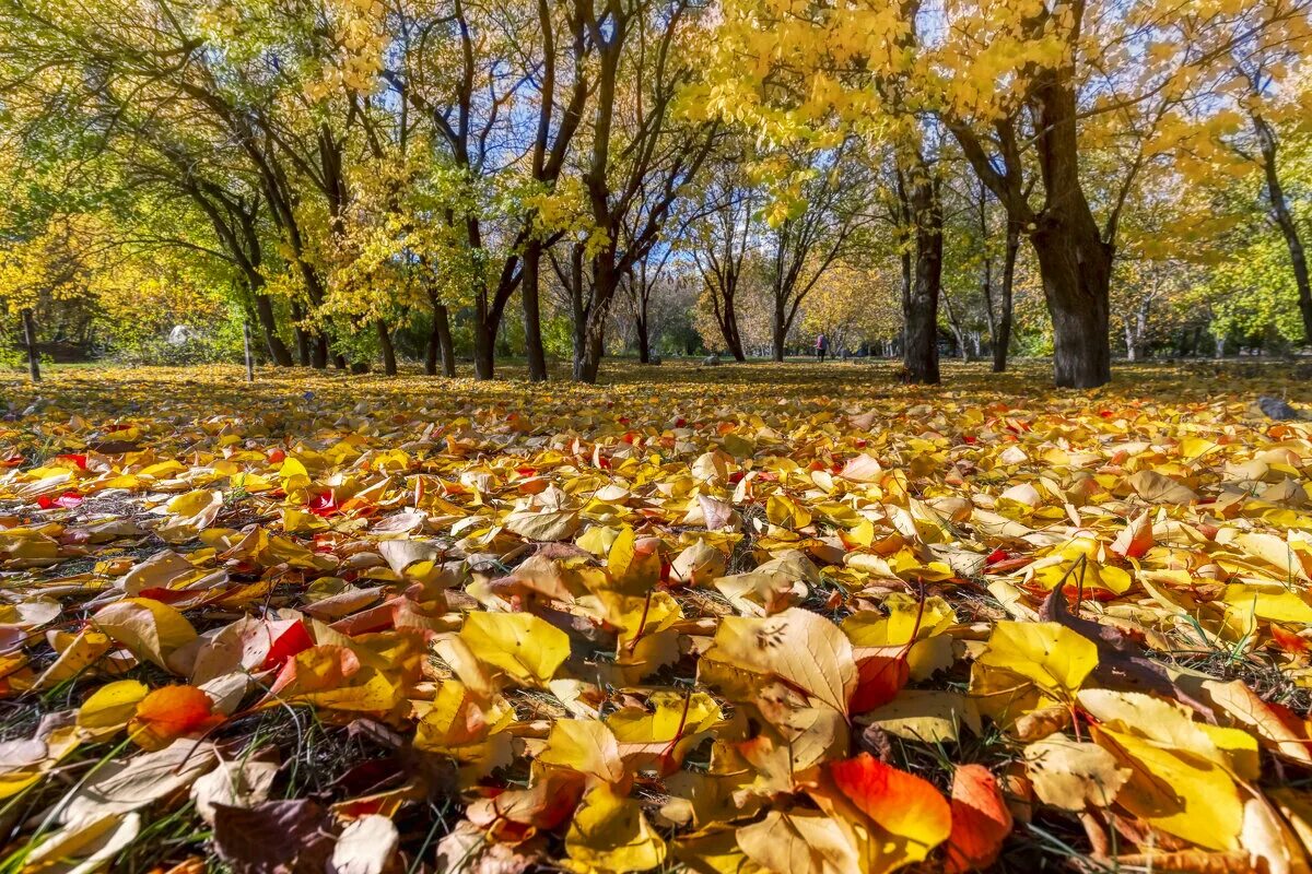 теплого октября. какой теплый октябрь. какой теплый октябрь. солнечного октябрьского дня. календарь природы сентябрь.