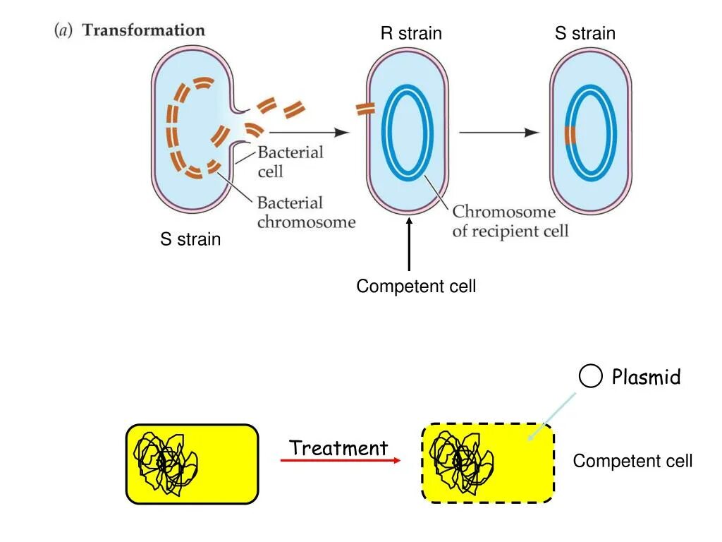 Деление клеток прокариот. Горизонтальный перенос генов. Competent Cells. Obtaining competent Cells. Scheme of bacterial sporulation.