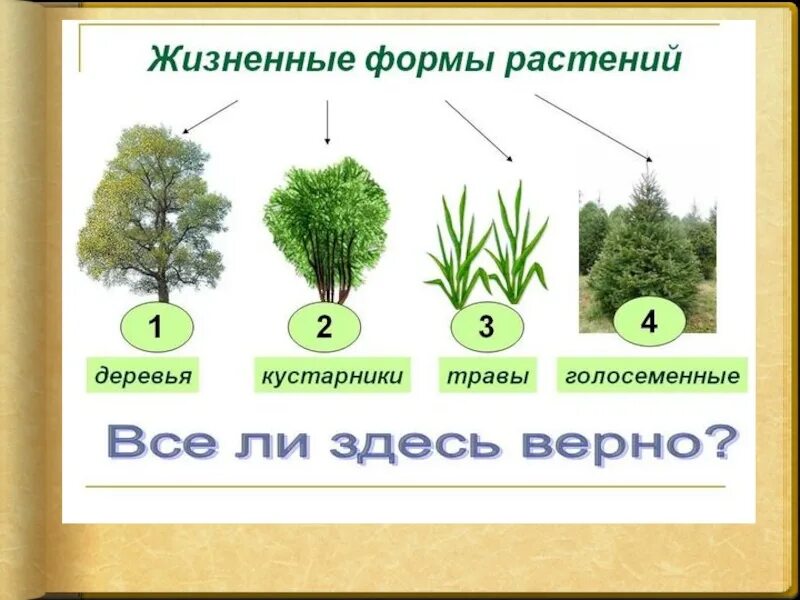 Основные жизненные формы деревья и кустарники