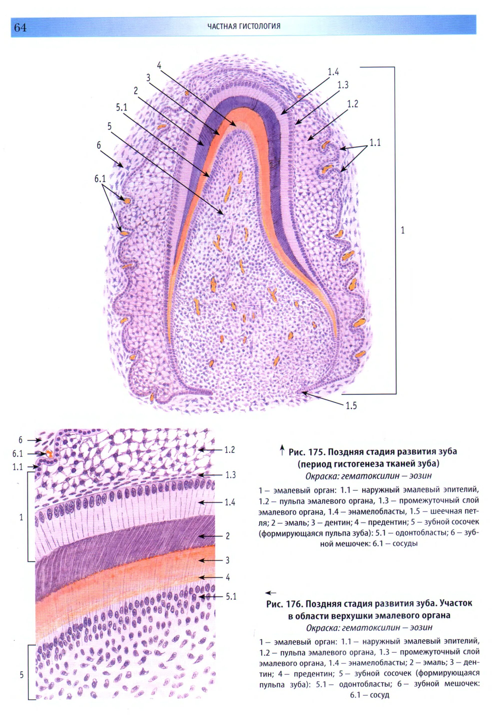 Стадии развития зуба. Стадии развития зуба гистология. Ранняя стадия развития зуба гистология. Гистогенез зуба гистология. Образование дентина и эмали гистология.