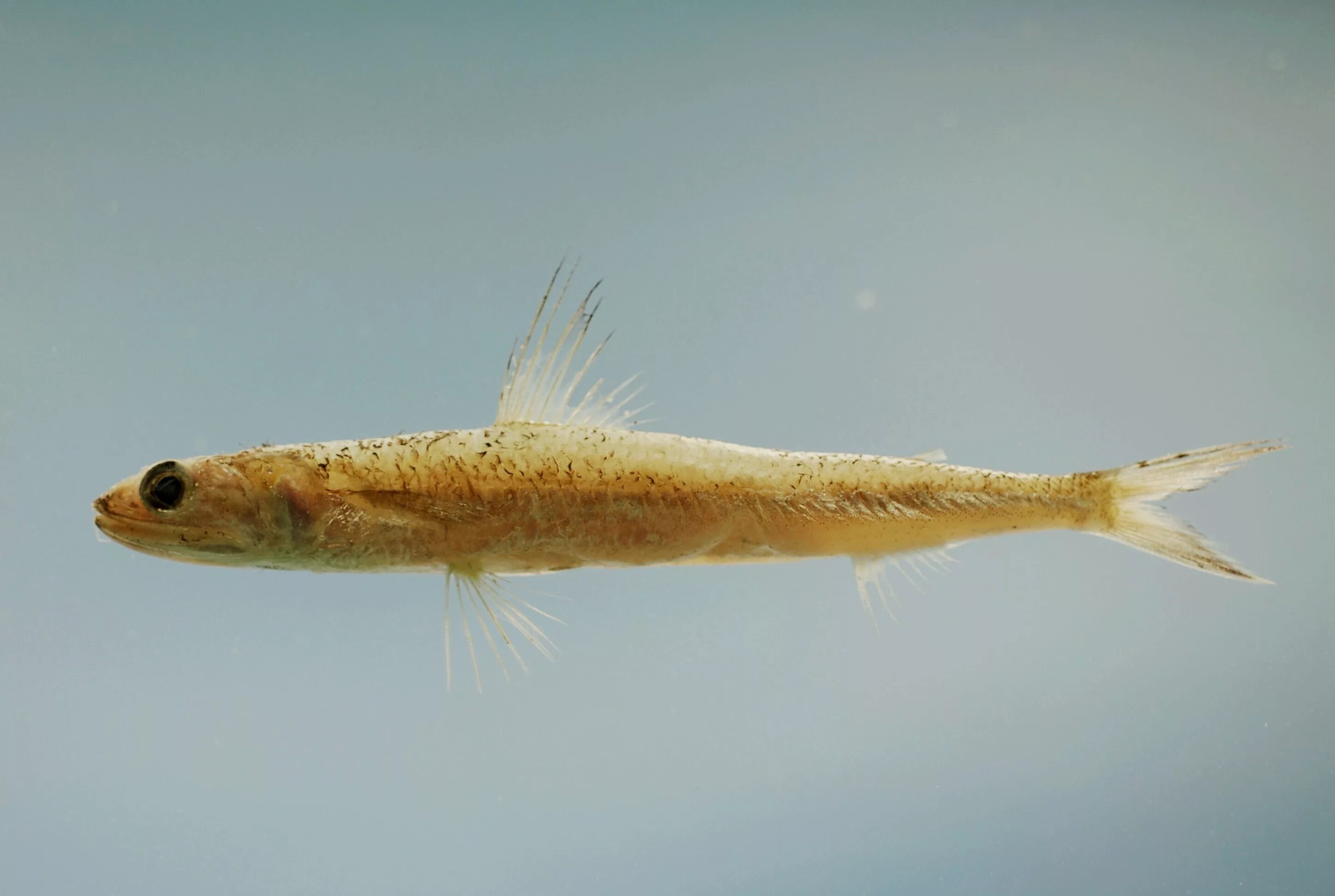 Taiwan Fish Database