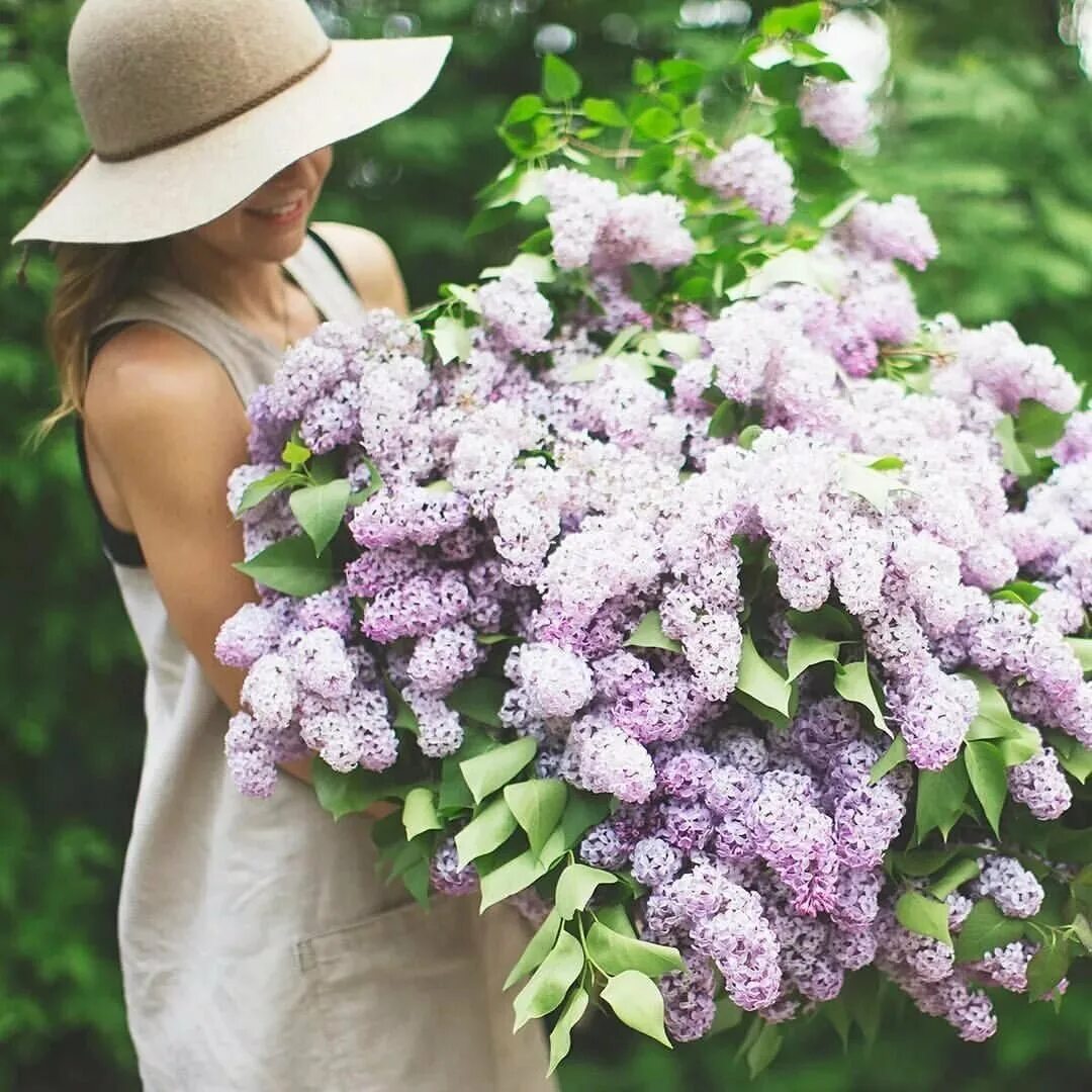 Сирень хелен. Зачем дарят сирень. Охапка сирени. Букет сирени. Букет сирени.