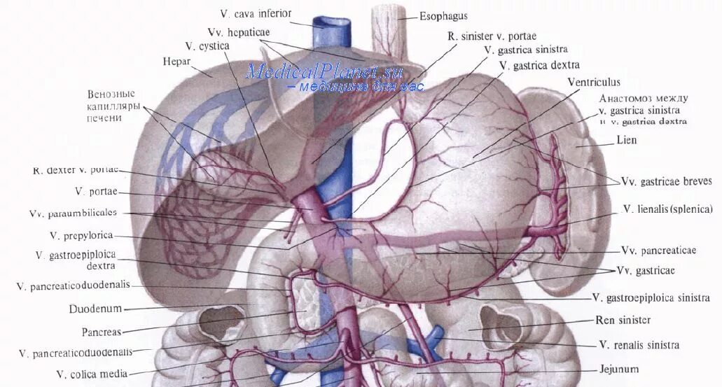Кровоснабжение печени анатомия воротная Вена. Предпривратниковая Вена желудка. Венозный отток желудка схема. Левая желудочно-сальниковая Вена. Правая желудочная вена