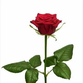 Prestige rose