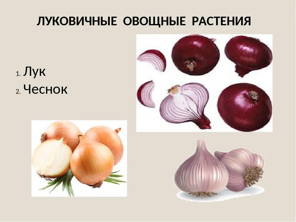 Однодольные растения лук батун. Луковичные виды овощей. К луковым овощам относят. Презентация луковые овощи. К пряным овощам относят.