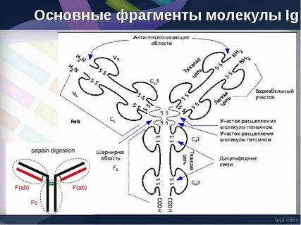 Схема молекулы иммуноглобулина g