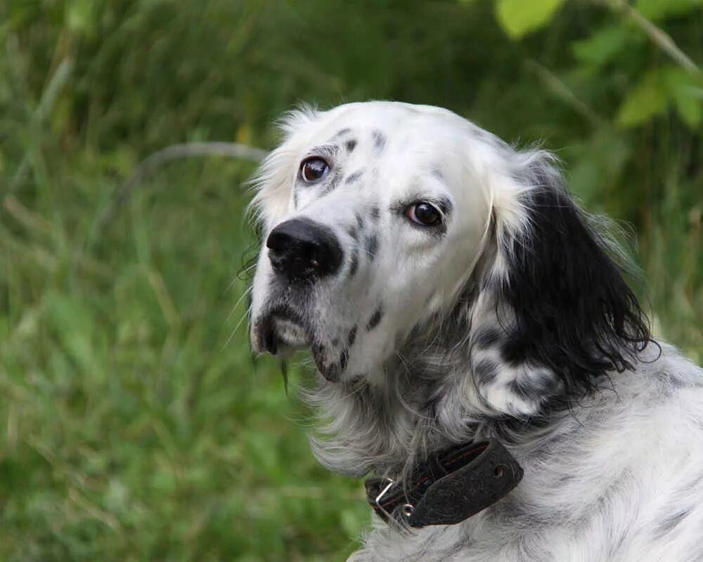 Английский сеттер спаниель. Английский сеттер. Английский сеттер фото. Английский сеттер. Лайма нери английский сеттер.