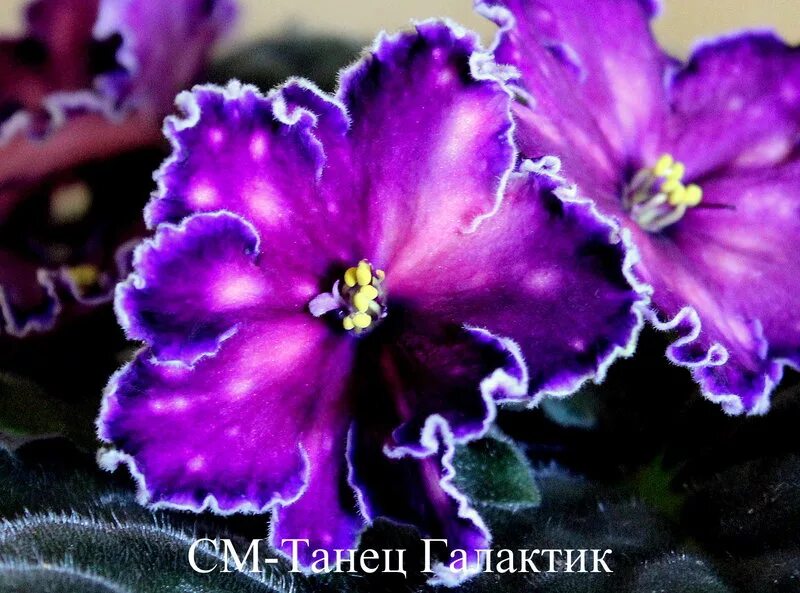 Танец галактик (морев). Фиалка танец галактик. См танец галактик фиалка. Фиалка танец галактик. Фиалка галактика.