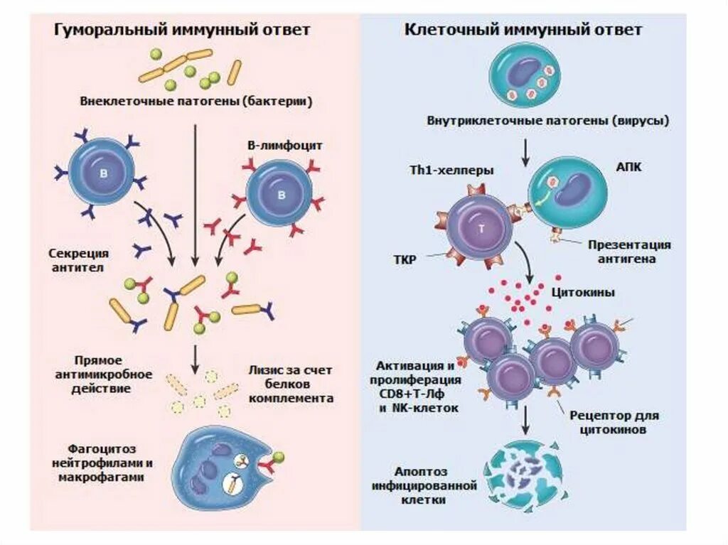 Схема клеточного иммунитета