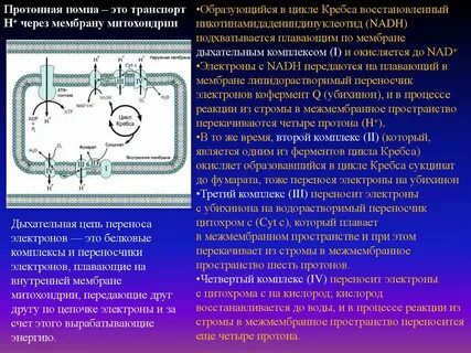 Протоновая помпа