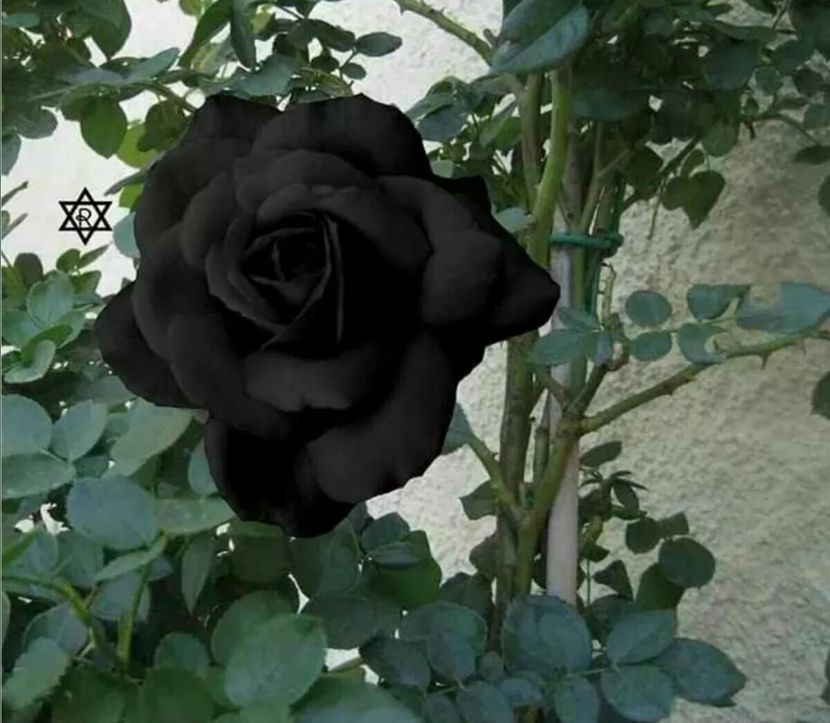 Черные розы Голландия. Черные розы куст.