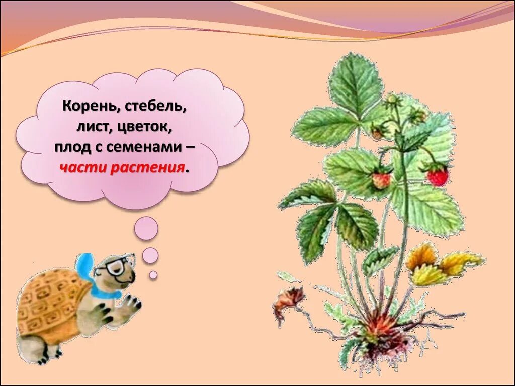 Что общего у всех растений