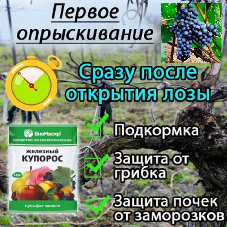 От болезни винограда весной. Схема опрыскивания винограда от болезней и вредителей. Схема обработки винограда. Обработка винограда весной. Схема опрыскивания винограда.