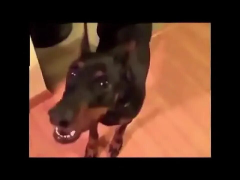 Собака собирается на дачу видео. Собака собирается на дачу прикол. собака собирается на дачу с озвучкой. доберман собирается на дачу. видеоролик пес собирается на дачу.