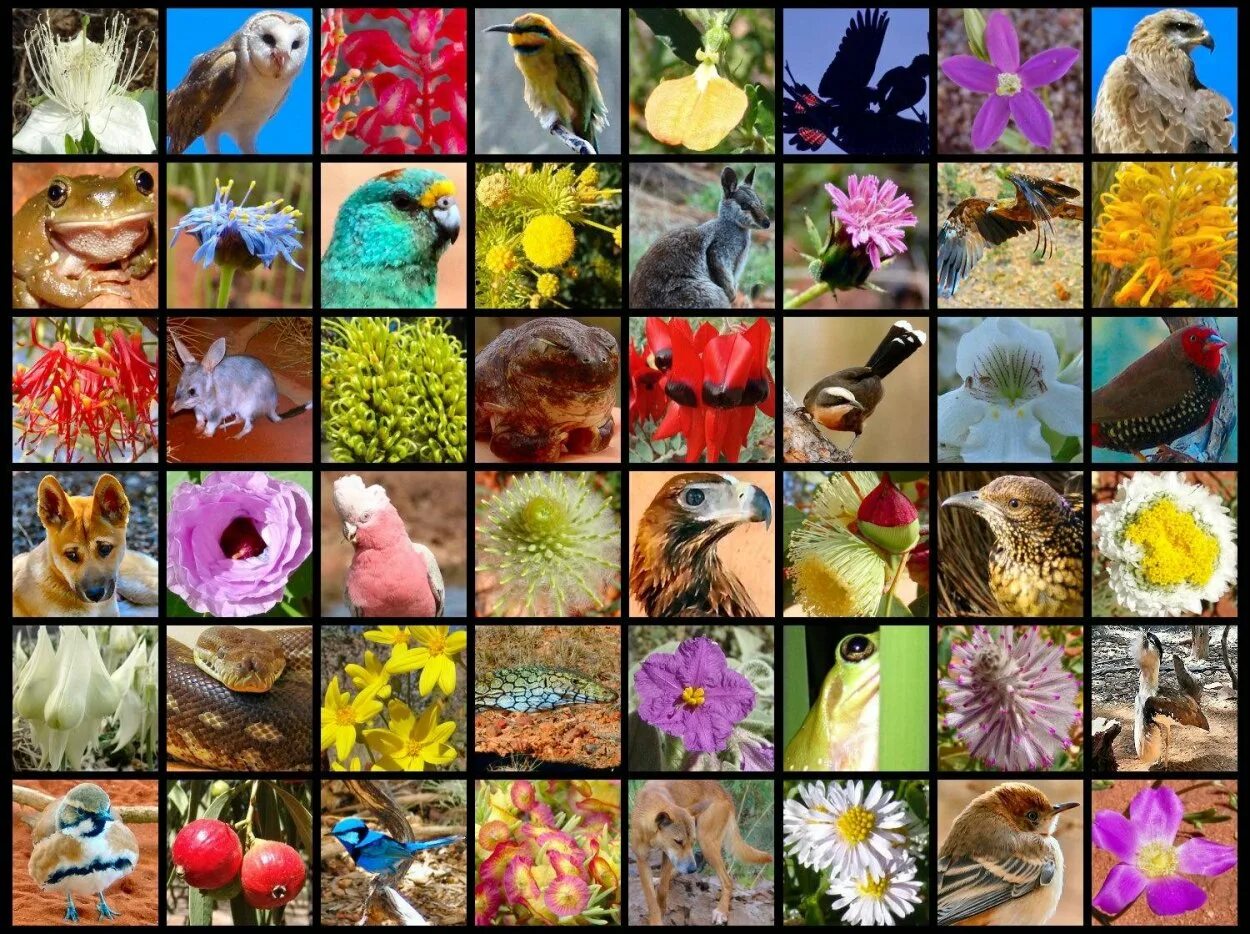 Изучение флоры и фауны. Fauna470 флора фауна. флора и фауна австралии. в мире флоры и фауны. тема флора и фауна.