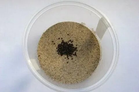 Стратификация хрена