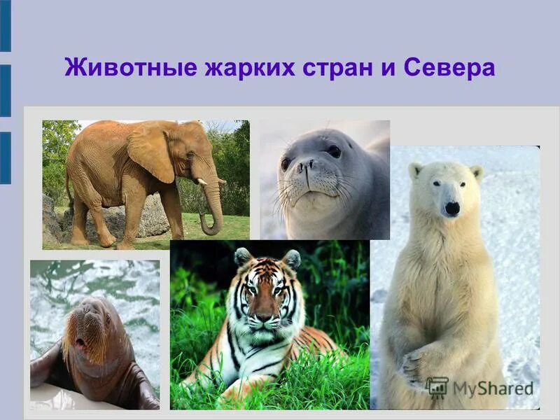 Картинки животных для дошкольников. Животные теплых и холодных. Тема недели животные жарких и холодных стран. Хищные животные жарких стран. Животный мир холодных районов.