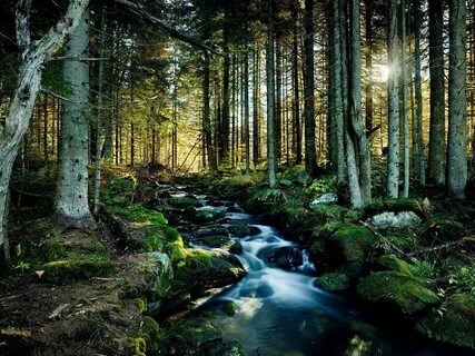 Nationalpark Bayrischer Wald Ulkoilmaelämä.