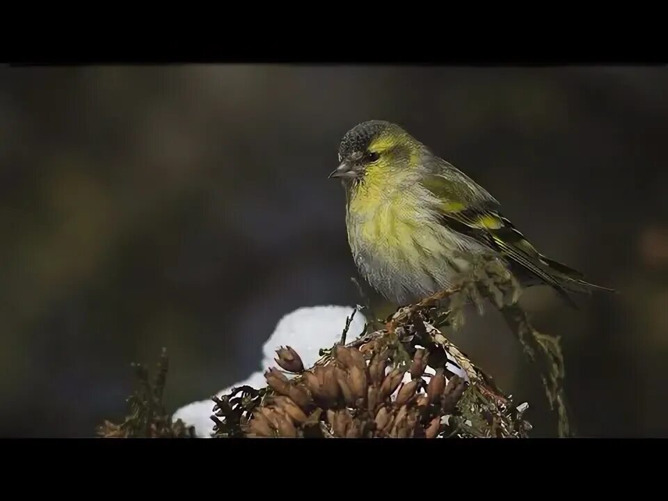 Как поет чиж. Чиж птица пение. spinus spinus чиж пение. чиж голос. чиж звуки.