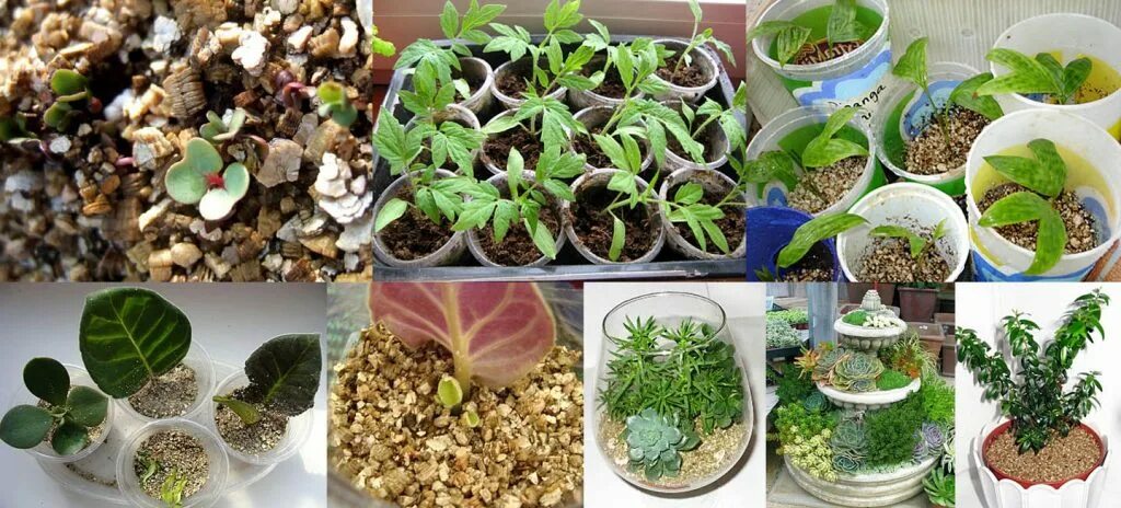 Сады аурики вермикулит 1л. Вермикулит фракция 2 мм 10 л. Как использовать вермикулит. Вермикулит 2 л агроном. Как использовать вермикулит.