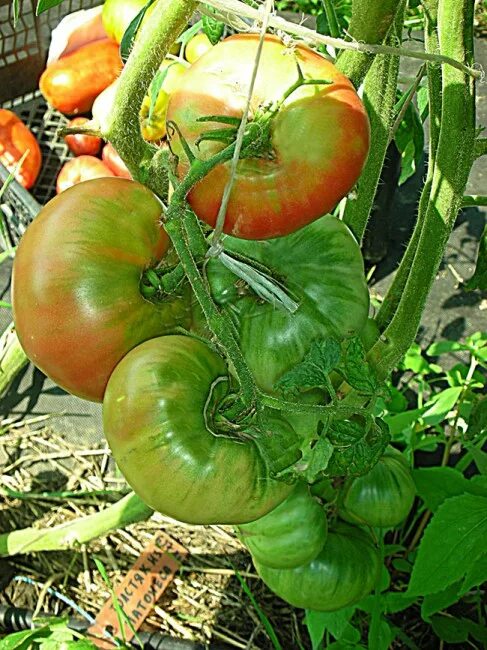 Томат три толстяка сибирский сад. Томаты толстяк фото. Томат толстяк. Томаты толстяк фото. Томат толстяк.