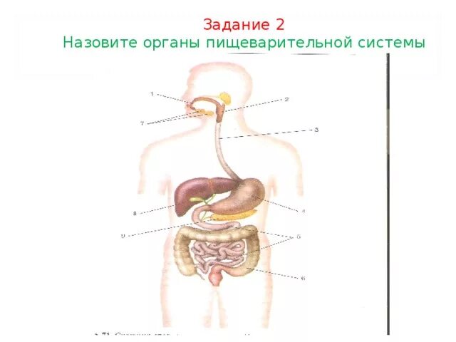 Органы пищеварения 4 класс. Система пищеварения человека схема 3 класс. Схема пищеварительной системы человека 3 класс. Строение пищеварительной системы без подписей. Пищеварительная система человека строение 3 класс.