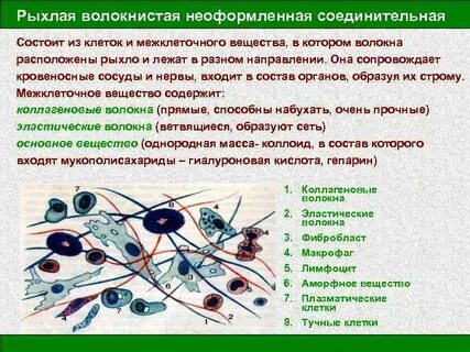 Межклеточное вещество состоит из волокон и вещества