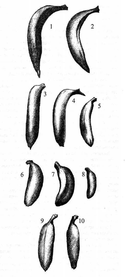 Куруба (curuba). Как называется плод банана. Строение банана схема. Название частей банана. Банан плод название.