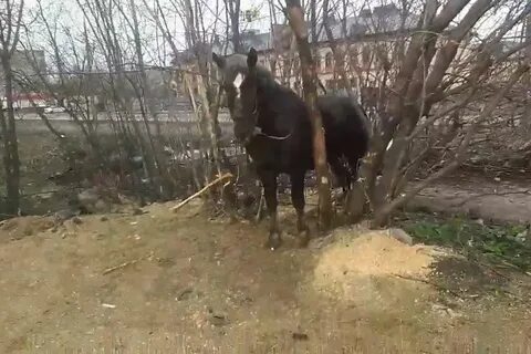 Жесть конь