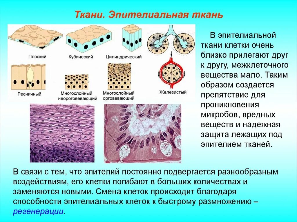 Эпителиальная ткань Тип ткани. Наличие межклеточного вещества в эпителиальной ткани. Эпителиальные ткани виды эпителия. Клетка ткани эпителиальной эпителиоцит.